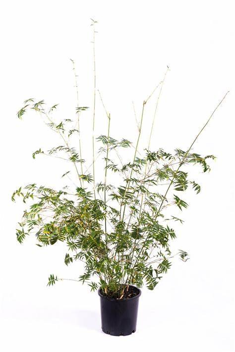 Guadua angustifolia (Colombian Bamboo)